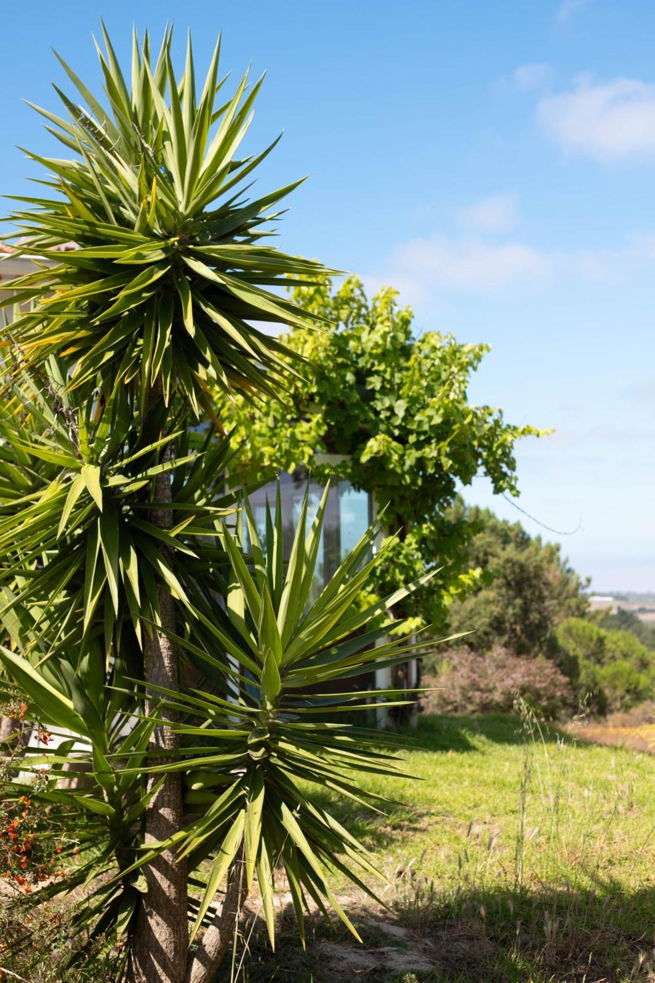 Monte Da Urze Aljezur - Agroturismo Eksteriør bilde